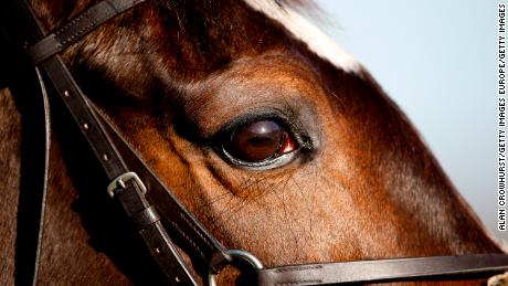 ASCOT, ENGLAND - NOVEMBER 25: The sun is reflected in a horses eye at Ascot racecourse on November 25, 2017 in Ascot, United Kingdom. (Photo by Alan Crowhurst/Getty Images)