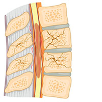 illustration of a section of human spinal cord 