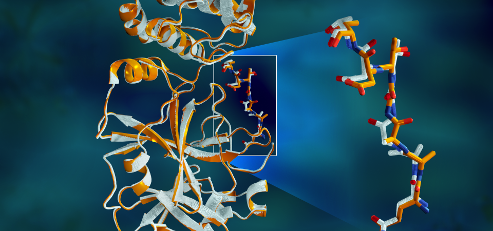 Overlapping X-ray data of the SARS-CoV-2 main protease shows structural differences between the protein at room temperature (orange) and the cryogenically frozen structure (white). Credit: Jill Hemman/ORNL, U.S. Dept. of Energy