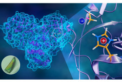 Mapping Hydrogen Atoms in SARS-CoV-2 Main Protease