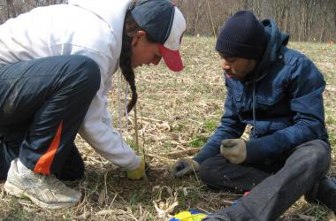 Young white woman and young black man planting tree seedling