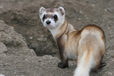The black-footed ferret (Mustela nigripes) has been protected under the Endangered Species Act since 1967.