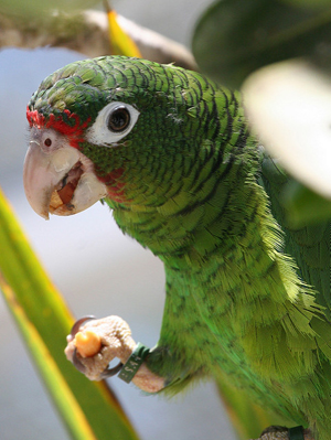 Puerto Rican parrot. Credit: Tom MacKenzie/USFWS.