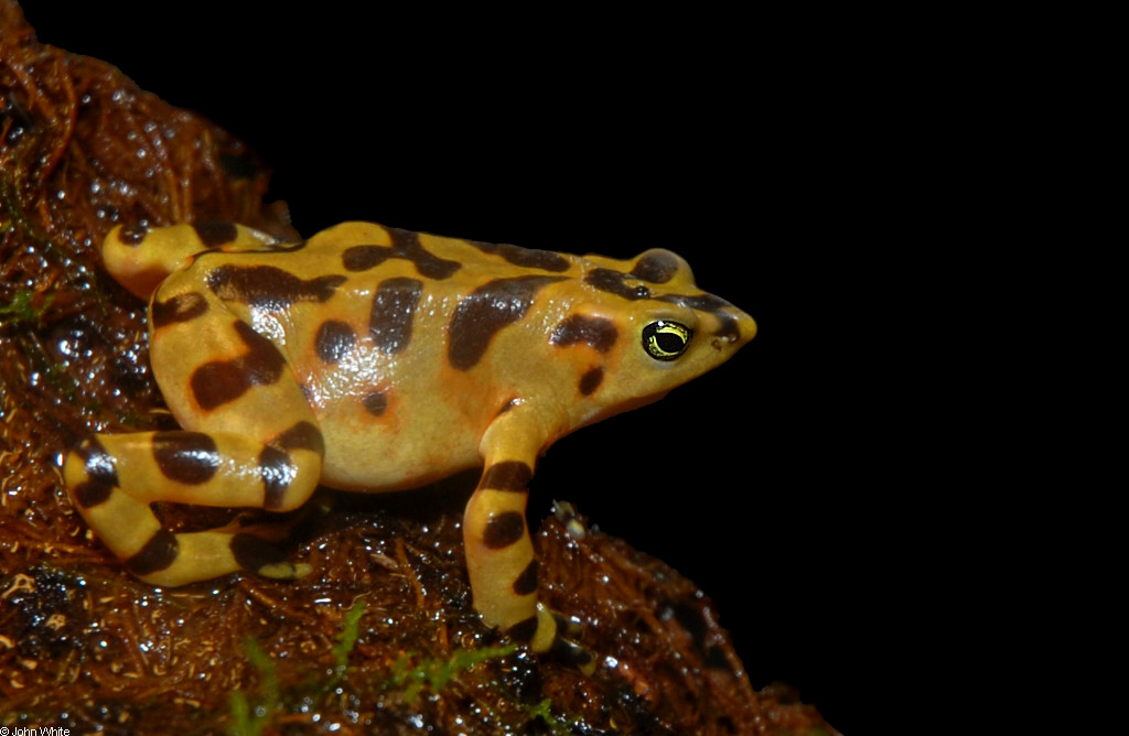 Photo of Panamanian Golden frog by USFWS