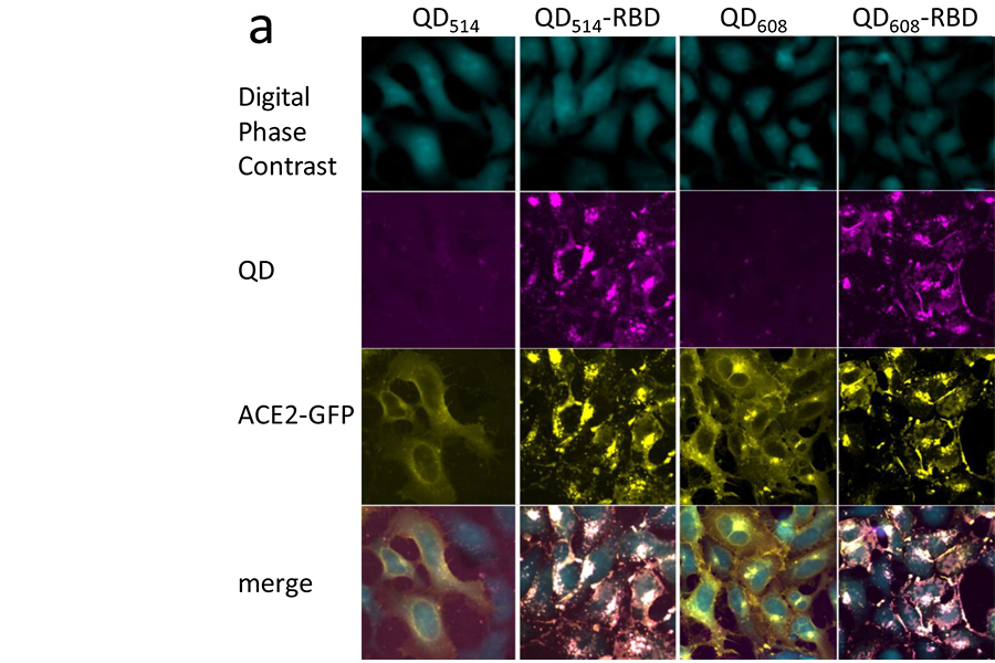 A nanoparticle probe with a virus protein interacts with cells.