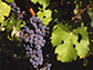 grapes on a vine