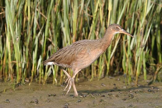 Light-footed clapper rail. Credit: USFWS