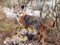 Channel Island fox.  Credit: NPS