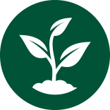 plant icon