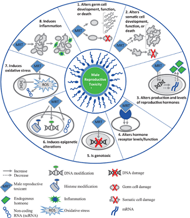 eight key characteristics of male reproductive toxicants