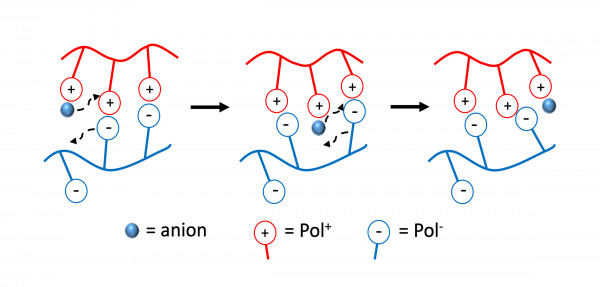 Understanding Viscosity of Entangled Polyelectrolyte Coacervates