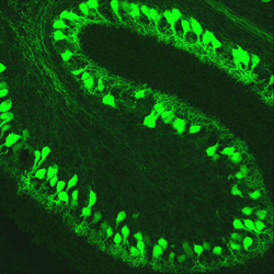 Expression of the Ppp1-r17 protein in postnatal day 7 mouse cerebellum.