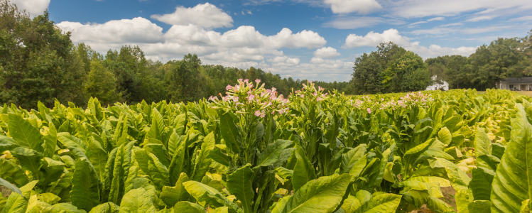 Tobacco