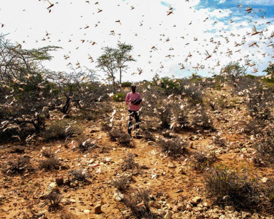 Locusts swarm in the Nugal region of Somalia. (file photo)