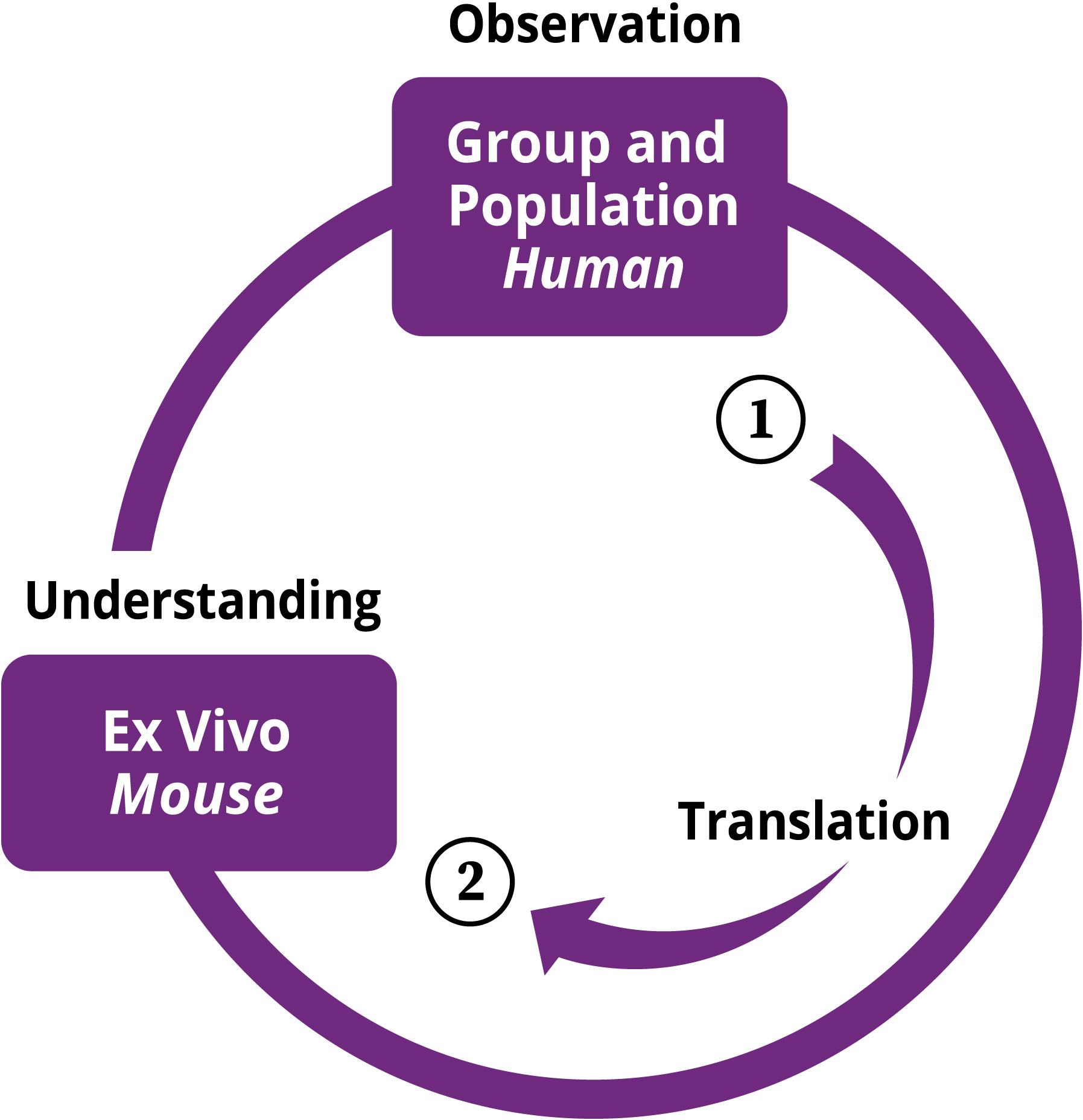 This graphic shows an example of movement between two activities or nodes on the Fundamental Questions ring. This is illustrated with an arrow showing movement between a node on the ring representing an epidemiological observation in humans to a node on the same ring representing an ex vivo study using mice answering a mechanistic understanding question.