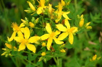 St Johns Wort (Copyright IStock).