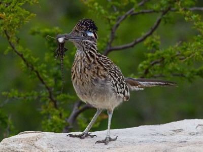 Road runner