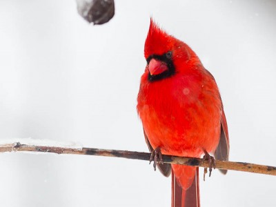 Cardinal on branch