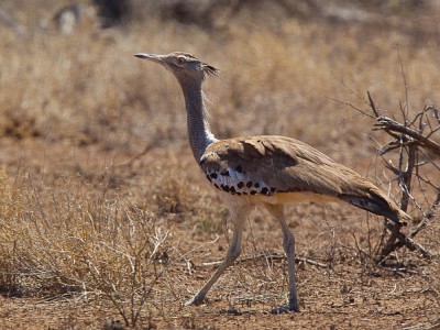 Kori Bustard