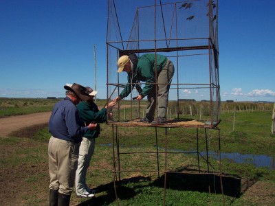 Researchers setting up mist nets