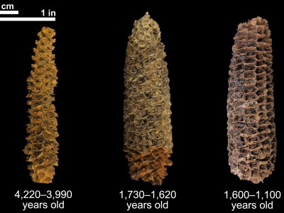 Three corn cobs of varying ages set against black background