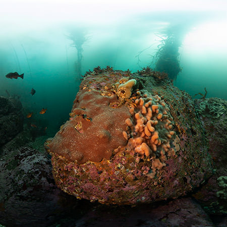 Juvenile fishes swim on edge of kelp forest