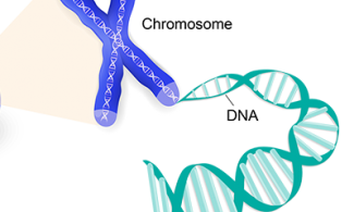 diagram of gene showing cell, chromosome, and DNA