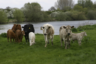 Livestock grazing on grass. (Copyright IStock)