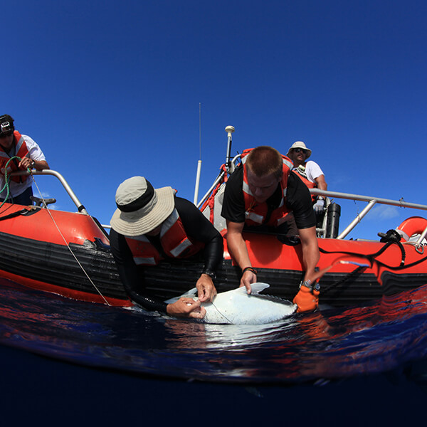 Two people lean off a red reft to tag a fish