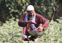 Man harvesting eggplants (© Cornell Alliance for Science)