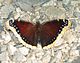 Nymphalis antiopa, Mourning Cloak.jpg