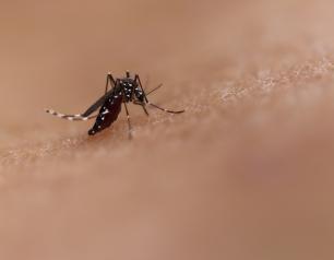 Photo of Aedes mosquito