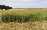Switchgrass as a bioenergy crop.  (Photo credit ARS)