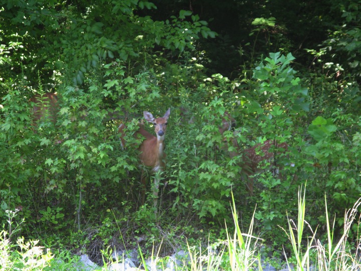 Deer steps out of green understory