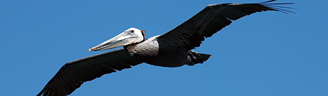 California brown pelican in flight. Credit: Mike McCrary/USFWS