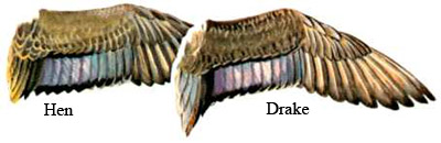 Image comparing fulvous and Black-bellied whistling ducks wings/USFWS