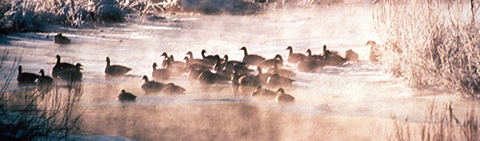 American black ducks in the winter at Great Meadows National Wildlife Refuge/USFWS