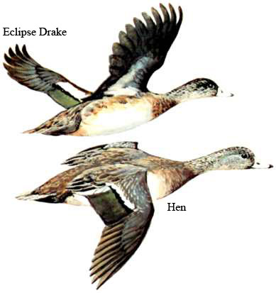 Image comparing drake and hen/UISFWS