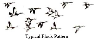 Flock Pattern