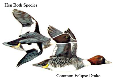 Image comparing drake and hen/UISFWS