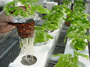 hydroponic potatoes