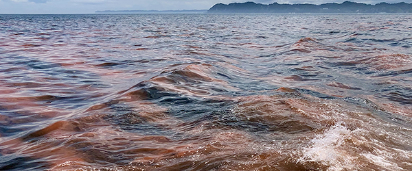 Algal bloom (Noctiluca scintillans)