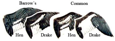 Image comparing fulvous and Black-bellied whistling ducks wings/USFWS