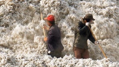 Cotton field