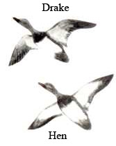 In flight illustration/USFWS