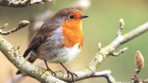 Image of a robin on a branch
