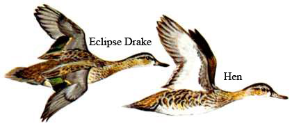 Image comparing drake and hen/UISFWS