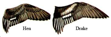 Image comparing fulvous and Black-bellied whistling ducks wings/USFWS