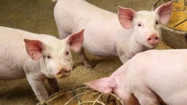 Piglets are seen at a pig farm on May 13, 2020 in Bijie, Guizhou Province of China.