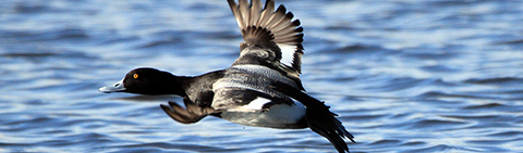 After its running-on-water takeoff, this lesser scaup raises its landing gear and flaps to gain altitude over the wetland it has flushed from. Lesser scaup have been quite common to see in the Kulm Wetland Management District of North Dakota this spring. Photo Credit: Krista Lundgren/USFWS